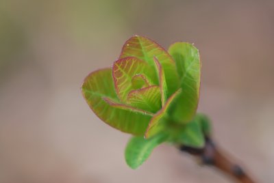 Cotinus coggygria 'Smokey Joe' - ruj vlasatá 'Smokey Joe' - jarní výhonky